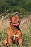 DOGUE DE BORDEAUX 458